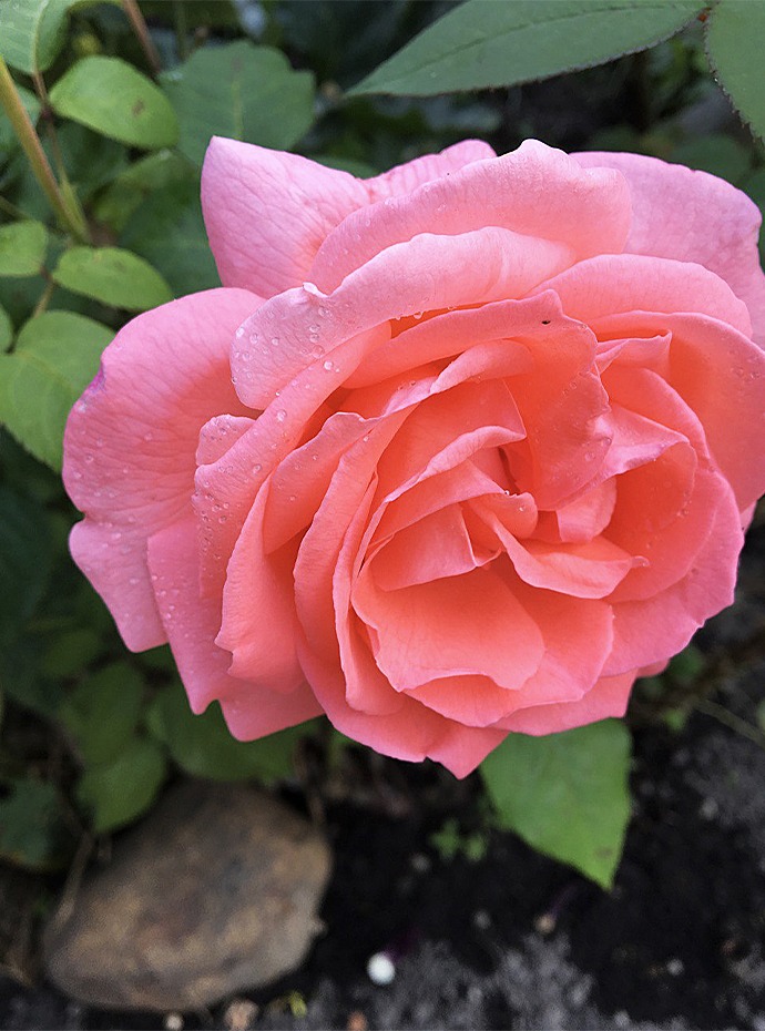 Mandy-Garten_01