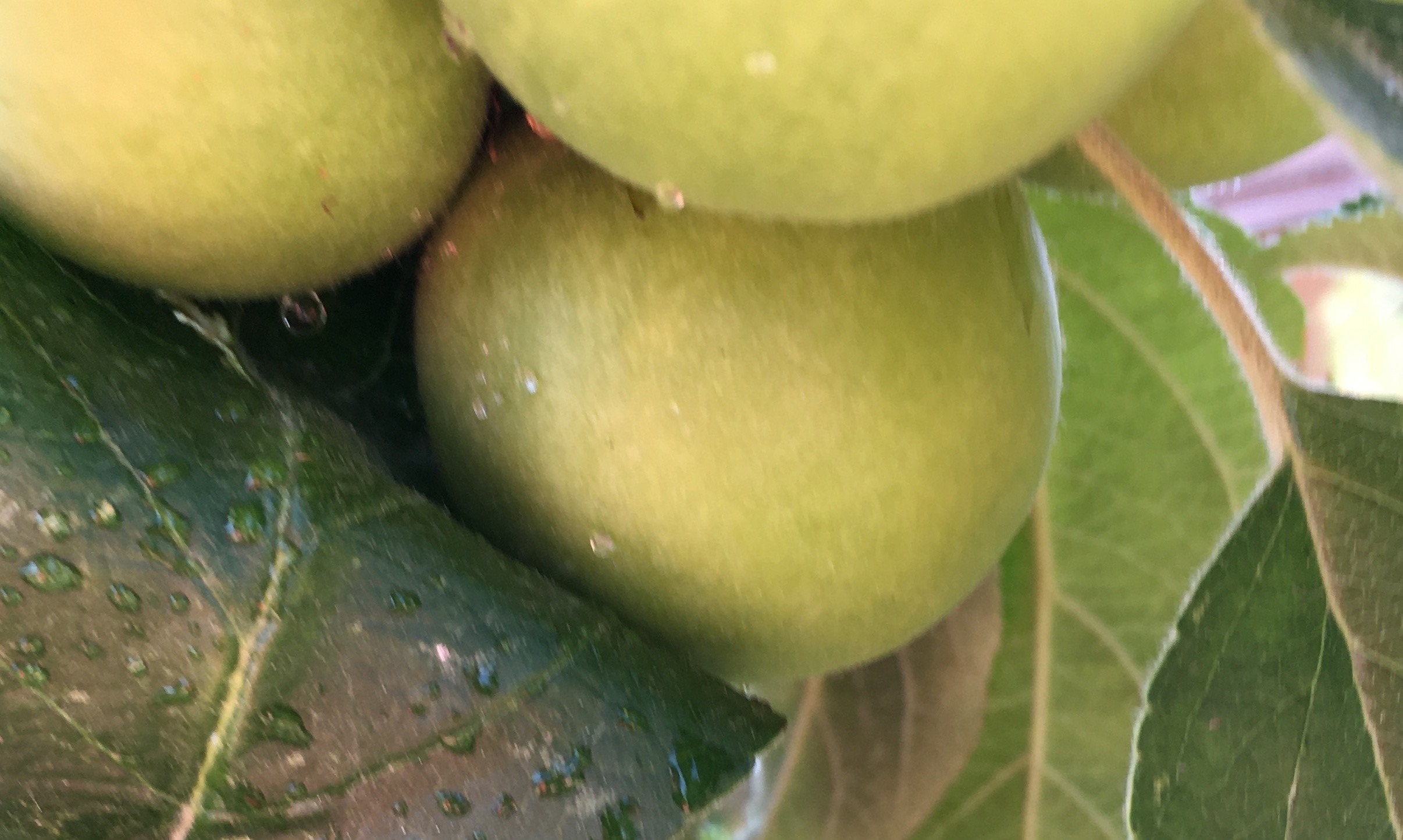 Website_Garten_Äpfel