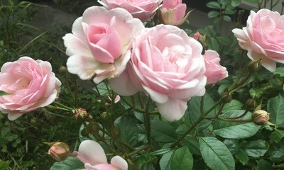 Website_Garten_Rosen Rosenbusch