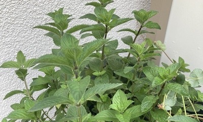 Balkon_Pfefferminz_1