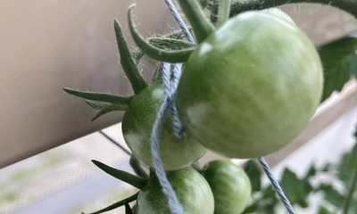 Balkon_Tomate_1
