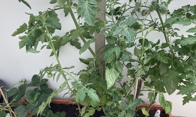 Balkon_Tomate_3