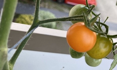Balkon_Tomate_4