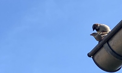 Balkon_Vögel_1