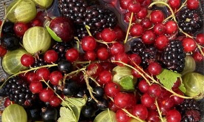 Beeren_1