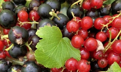 Beerenernte_1