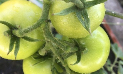 Grüne Tomaten