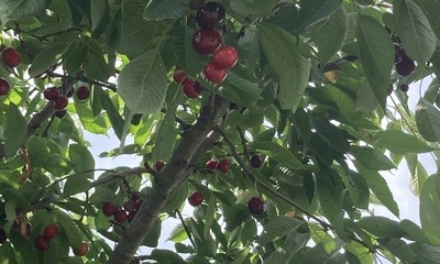 Kirschen_3