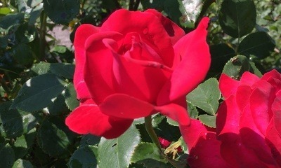 Rose_1