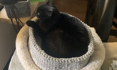 Katzenkorb_13