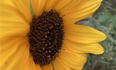 Septembergarten_1