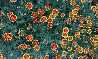 Septembergarten_2