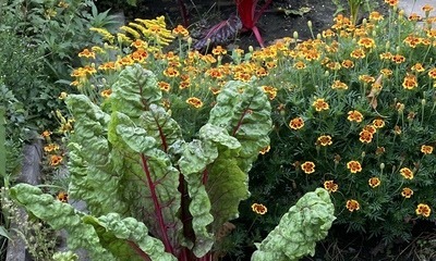 Septembergarten_3