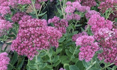 Septembergarten_5