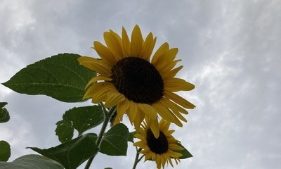 Septembergarten_7