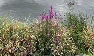 Stausee_Rötha_7