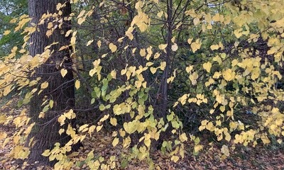 Rötha_November_10