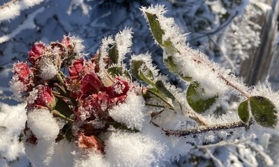Weihnachten21_20