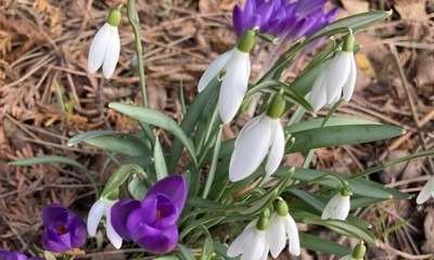 Frühlingserwachen
