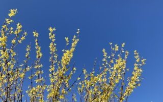 Gartenstart22_4