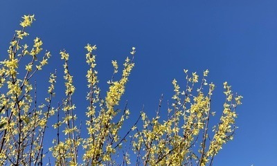 Gartenstart22_4