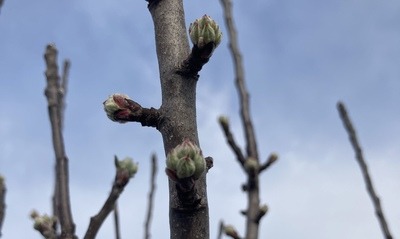 Garten_Im_April2022_01 Garten_Im_April2022_01