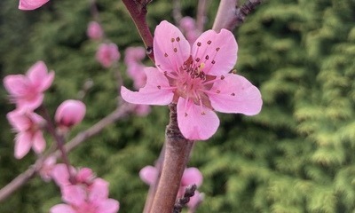 Garten_Im_April2022_06 Garten_Im_April2022_06