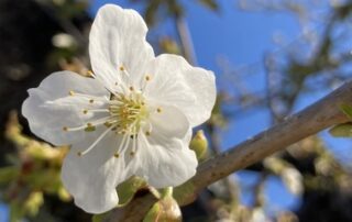 Garten_im_April2022_14