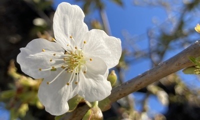 Garten_im_April2022_14