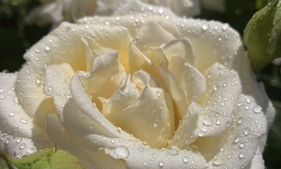 Rose nach Regen