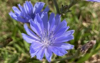 Kornblume