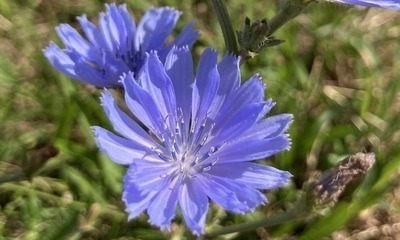 Kornblume