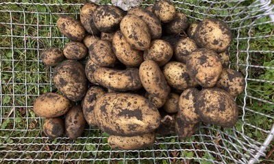 Gartenende_08 Kartoffelernte