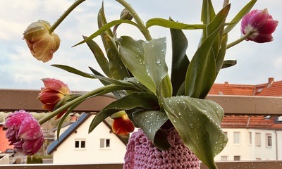 Balkon23_03 Tulpen