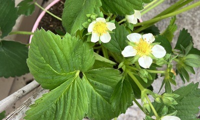 Balkon23_05 Erdbeeren