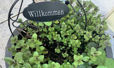 Balkon23_07 Pfefferminze