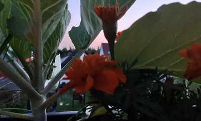 Balkon23_10